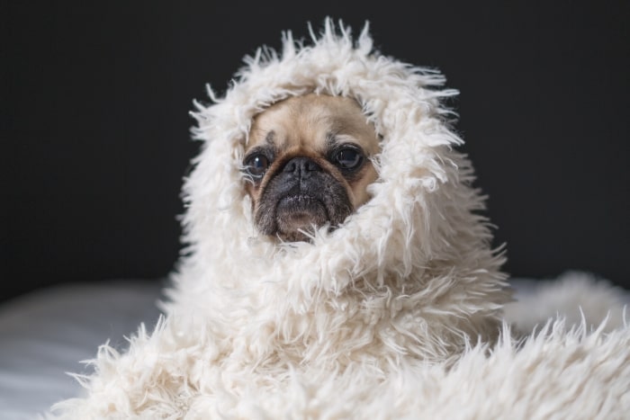 Pug wrapped up in white furry blanket.