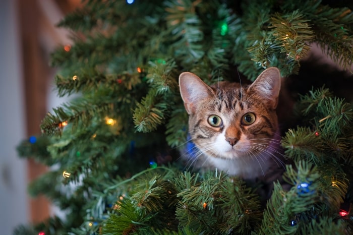Cat sitting in Christmas tree.