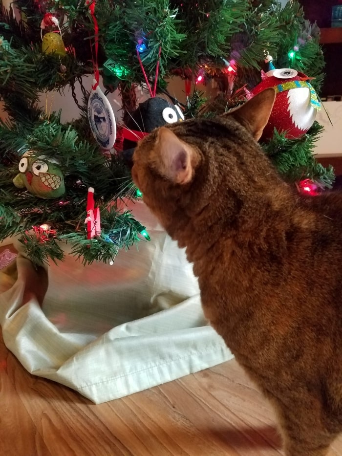 Cat looking at Christmas tree.