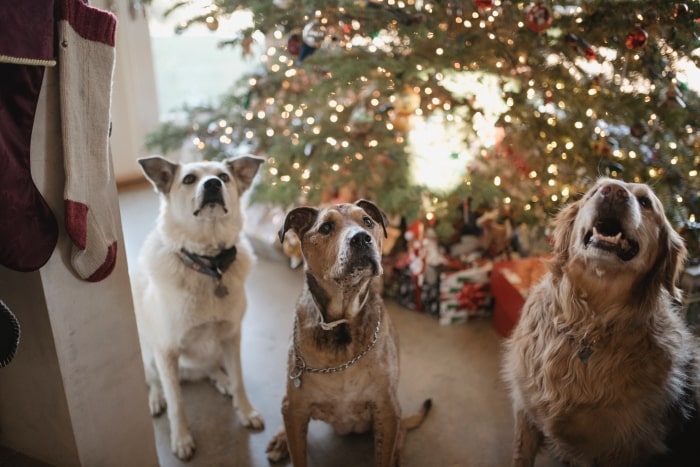 Dogs sitting in front of Christmas tree.