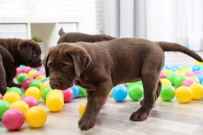 Chocolate lab puppies playing with balls.