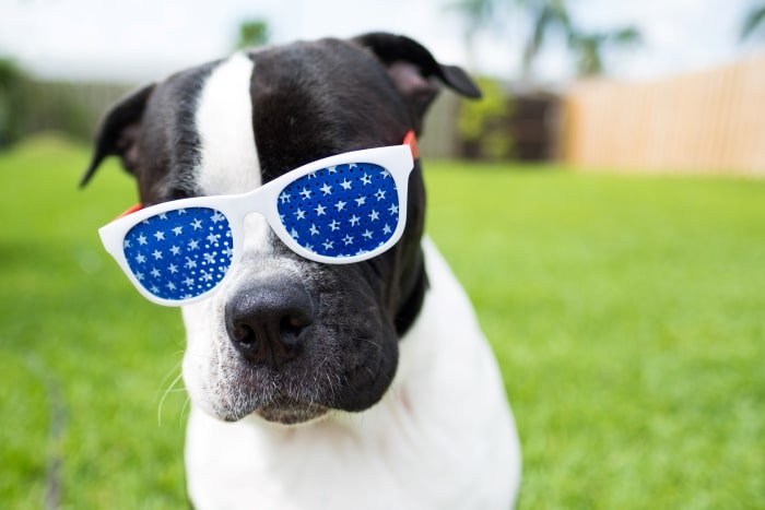 Black and white dog with patriotic sunglasses.