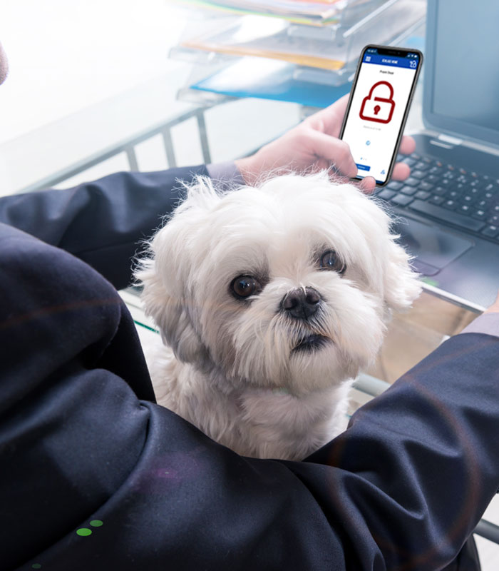 Person working in office with dog in lap and looking at Schlage Home app on phone.