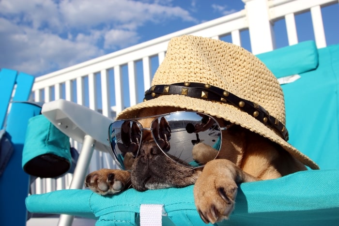 Pug with hat and sunglasses laying on beach chair.