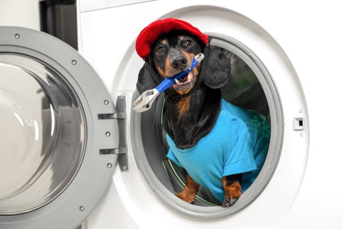 Dachshund with plumber costume sitting inside washing machine.