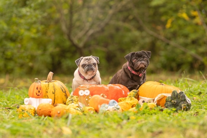Pugs with pumpkins.