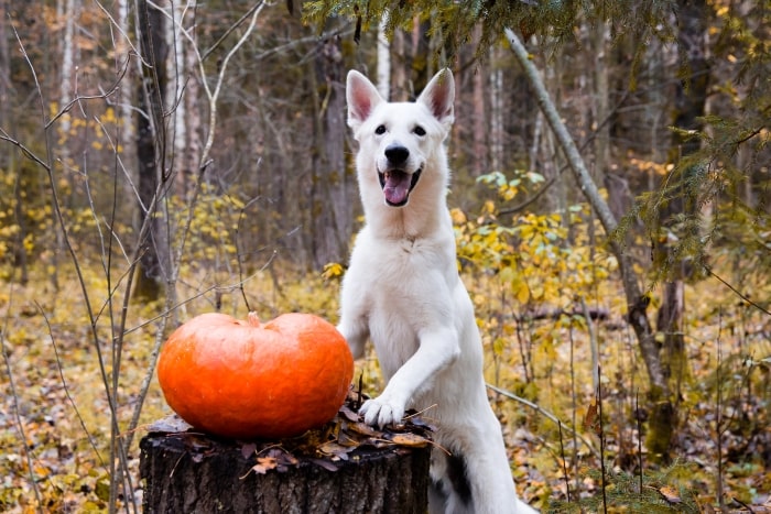 White dog posing with big pumpkin.