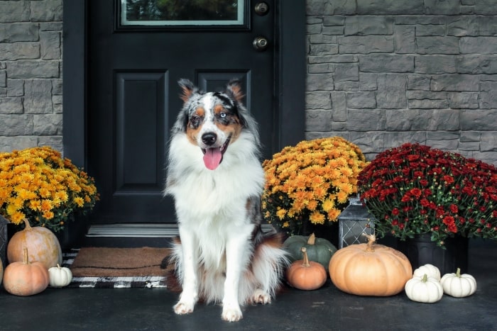 Dog on front porch with mums and pumpkins.