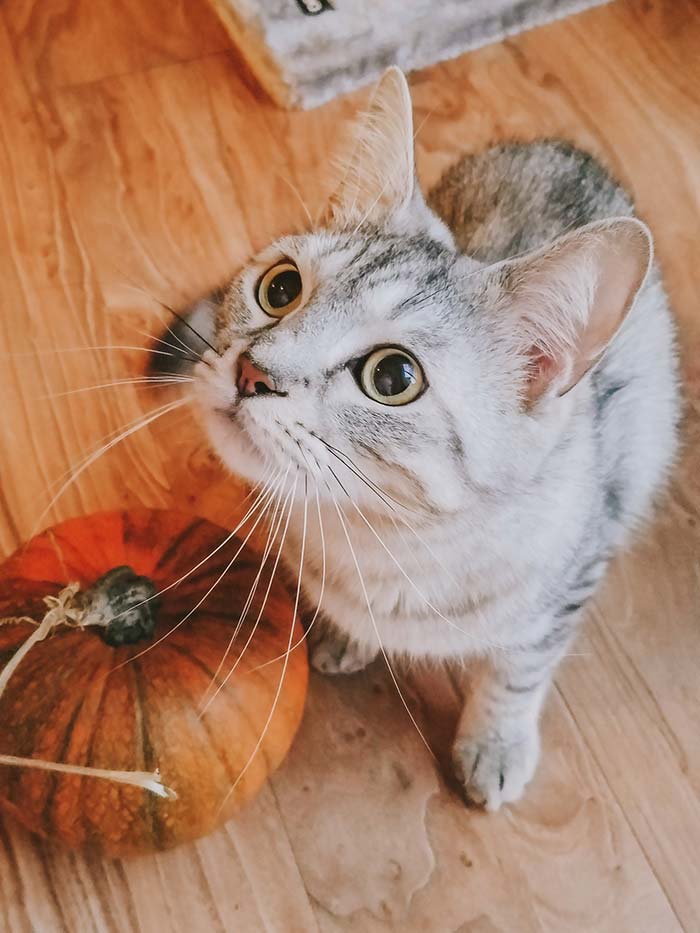 Gus the cat next to a pumpkin