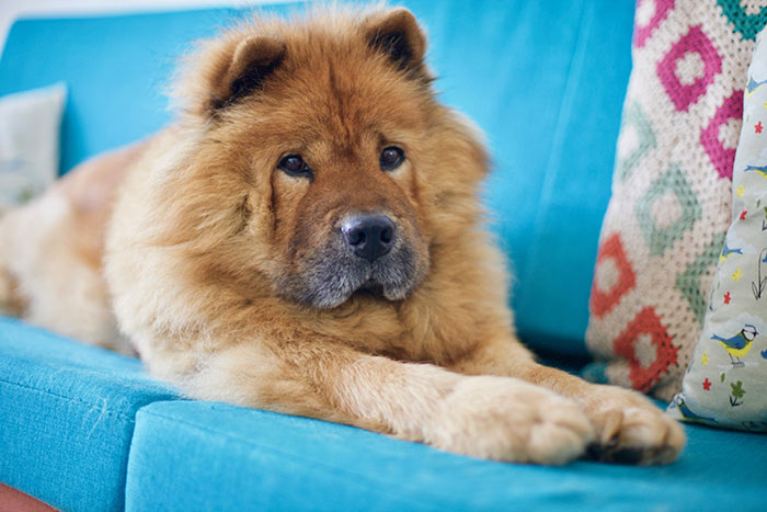Red chow chow dog on blue couch.