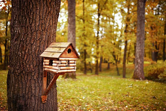 Birdhouse in the fall.