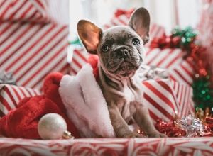 French bulldog sitting in Christmas stocking with red and white gifts stacked around.
