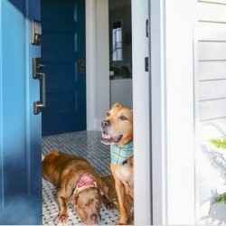 Dogs at front door | Schlage