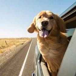 Dog in car on road trip | Schlage