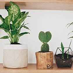 Houseplant containers | Schlage