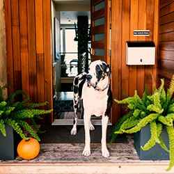 Home safety for senior pets | Schlage
