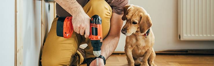 Dog watching owner use drill.