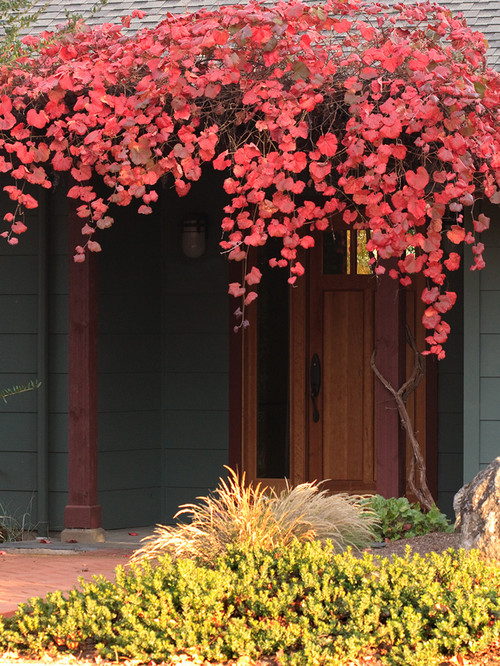 Fall vines - Curb appeal - Schlage