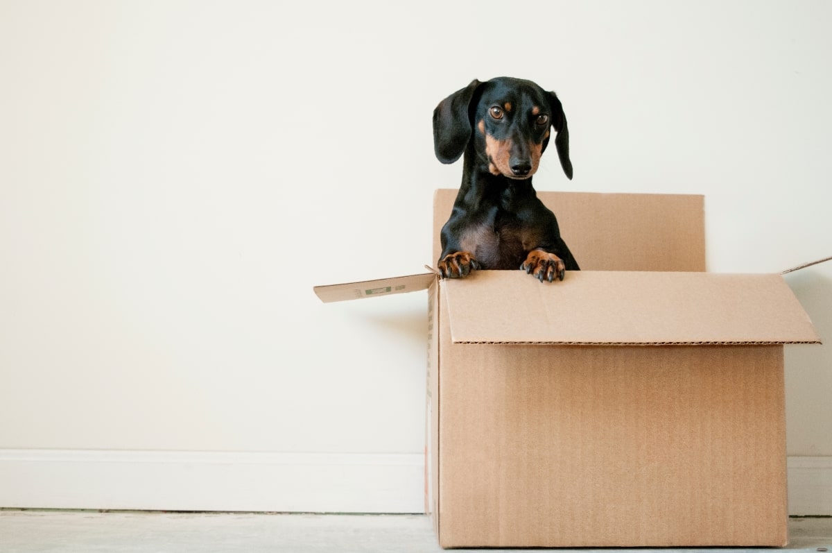 Dog in moving box.