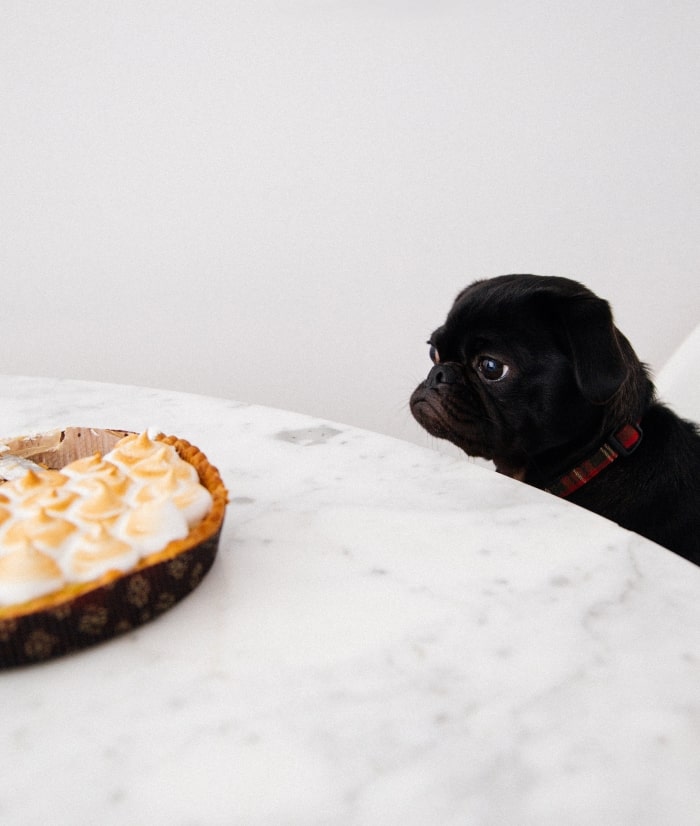 Black pug staring at pie.