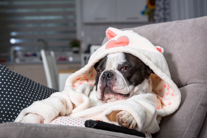 Dog sitting on couch in bathrobe.