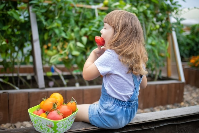 Little girl eating tomatoes in garden.