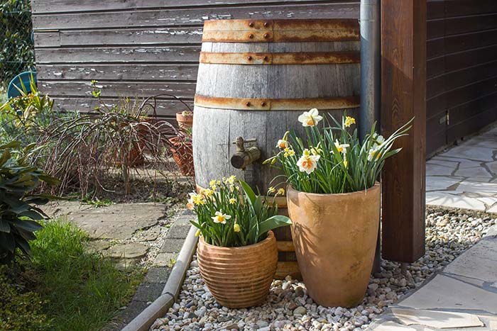 Rain barrel next to potted daffodils.