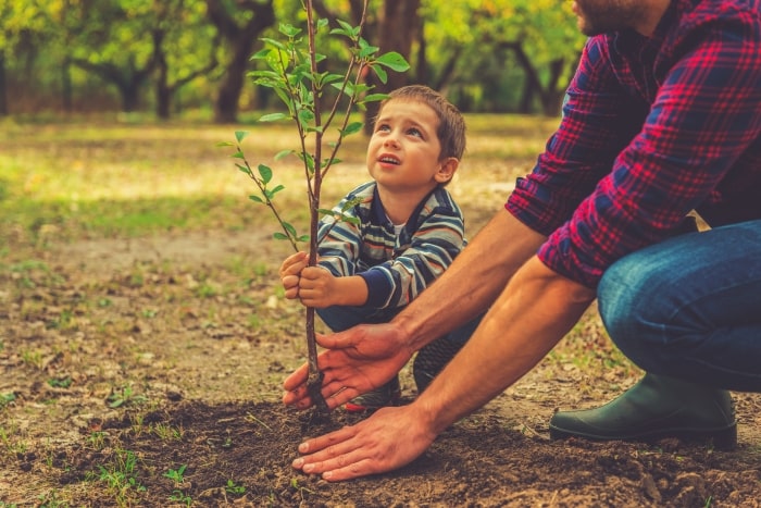 Young boy with father planting a tree.