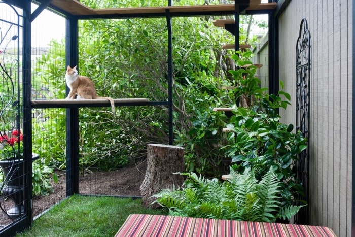 Want A Secure Home For Your Pet Try A Catio