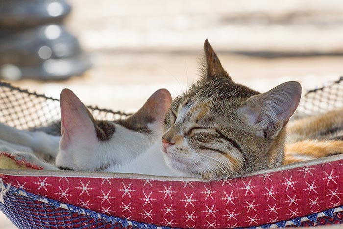 cats lounging in hammock on catio.