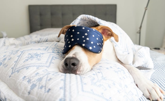 Dog laying on bed with sleep mask on.