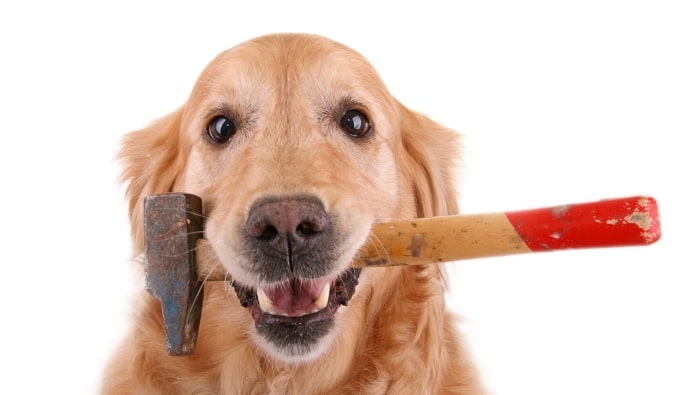 Golden retriever holding hammer in mouth.