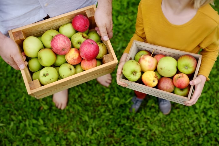 Freshly picked apples in baskets.