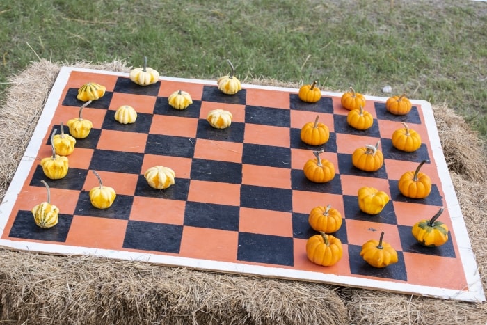 Backyard checkers with mini pumpkins.