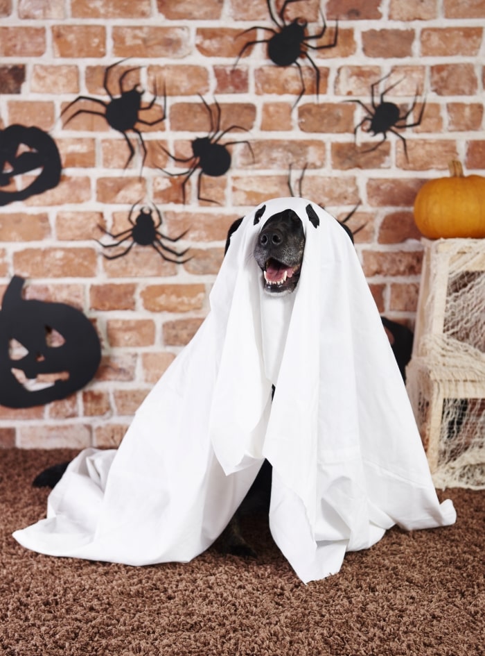 Black dog dressed as ghost.