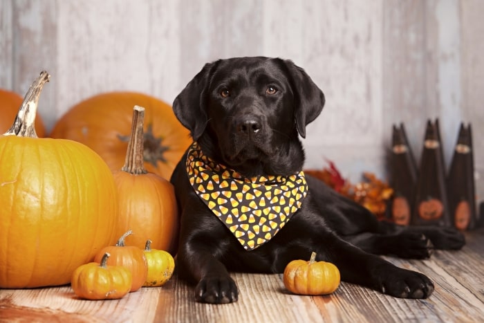 Black lab with tiny pumpkin