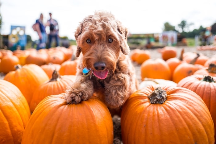 Golden doodle at the pumpkin patch.