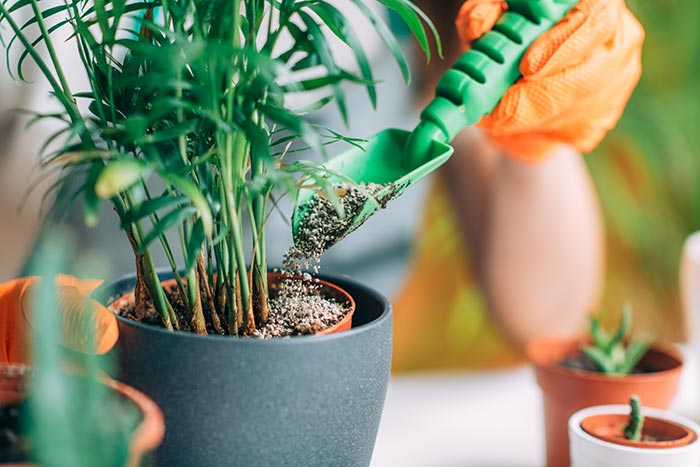 Filling planter with cachepot.