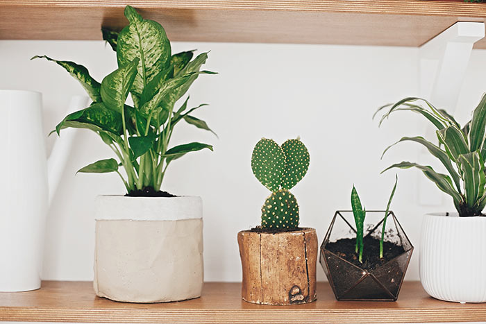 Indoor houseplant containers.