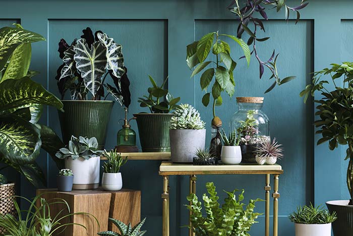 Indoor houseplants