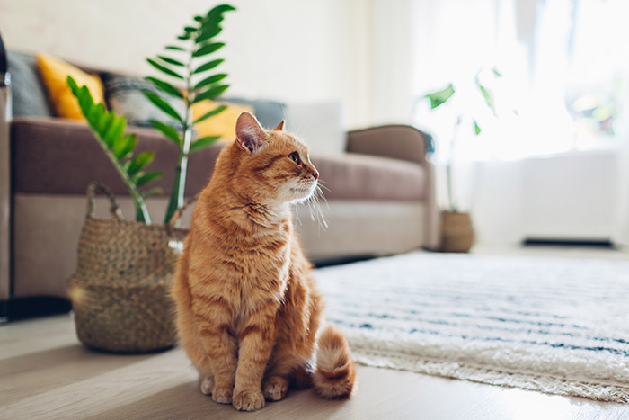 Cat sitting next to houseplant.