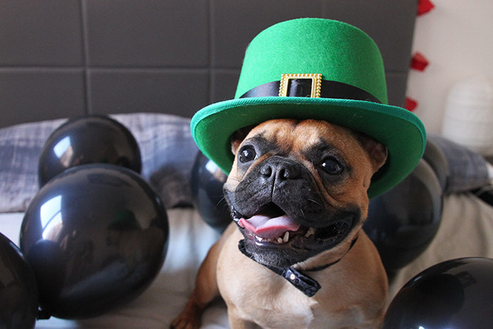 French bulldog with St. Patrick's Day hat and balloons.