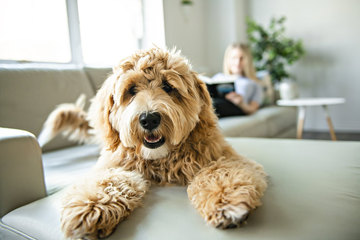 Golden doodle laying on couch with woman reading in background.