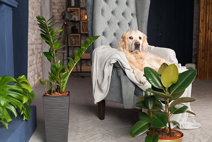 Golden retriever sitting in chair next to houseplants.