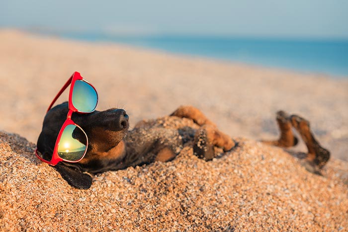 Dachshund wearing sunglasses laying in the sand on the beach.