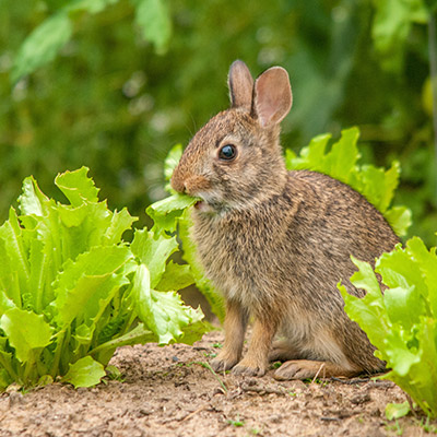 Rabbit eating vegetables in garden.