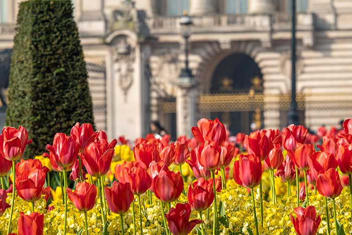 Tulips in front of Buckingham Palace.