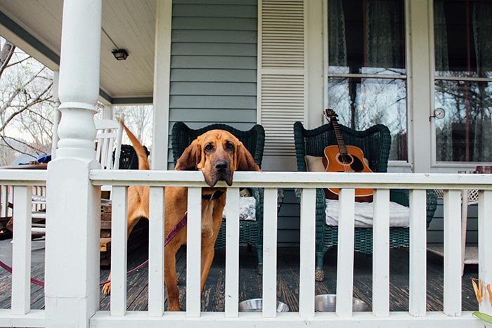 Blood hound dog standing on front porch