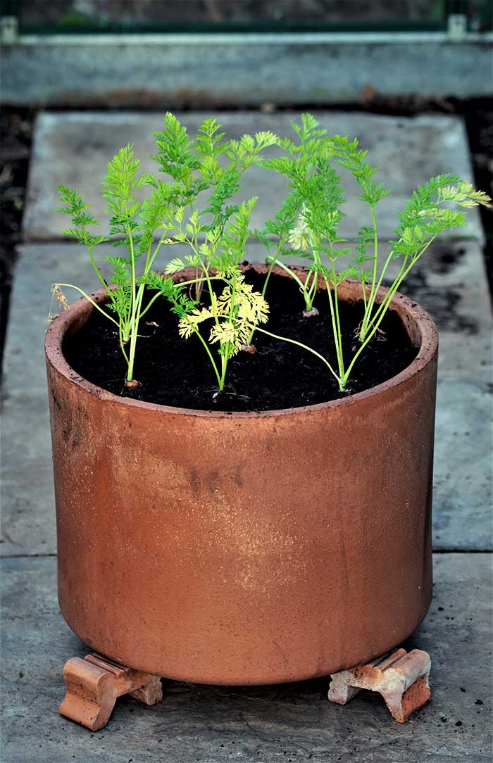 Carrot seedlings in a terracotta planter.