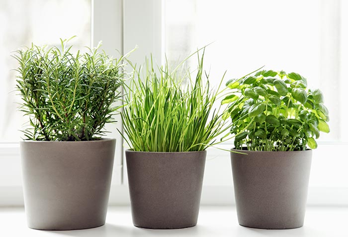 Herbs growing in small grey planters in windowsill.
